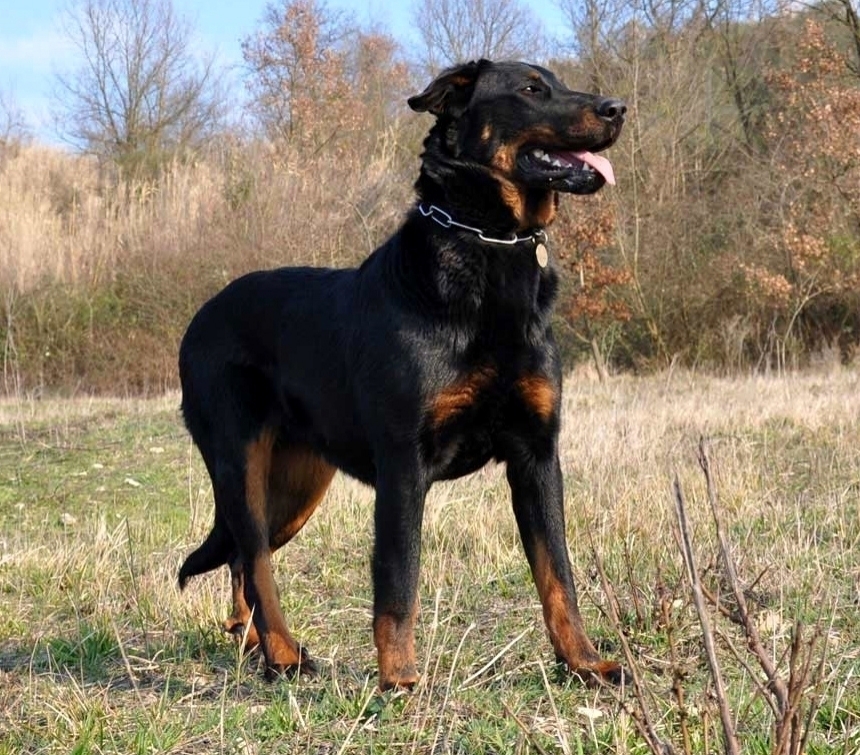 Standard di razza del BEAUCERON - Des Gardiens de Rome