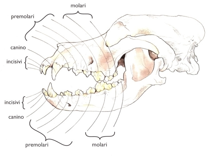 la dentatura del BEAUCERON - Des Gardiens de Rome