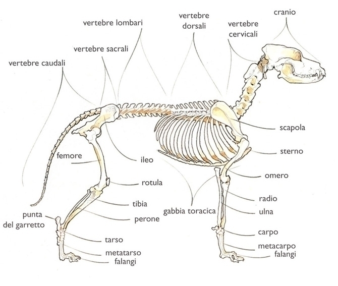 l'apparato scheletrico del BEAUCERON - Des Gardiens de Rome