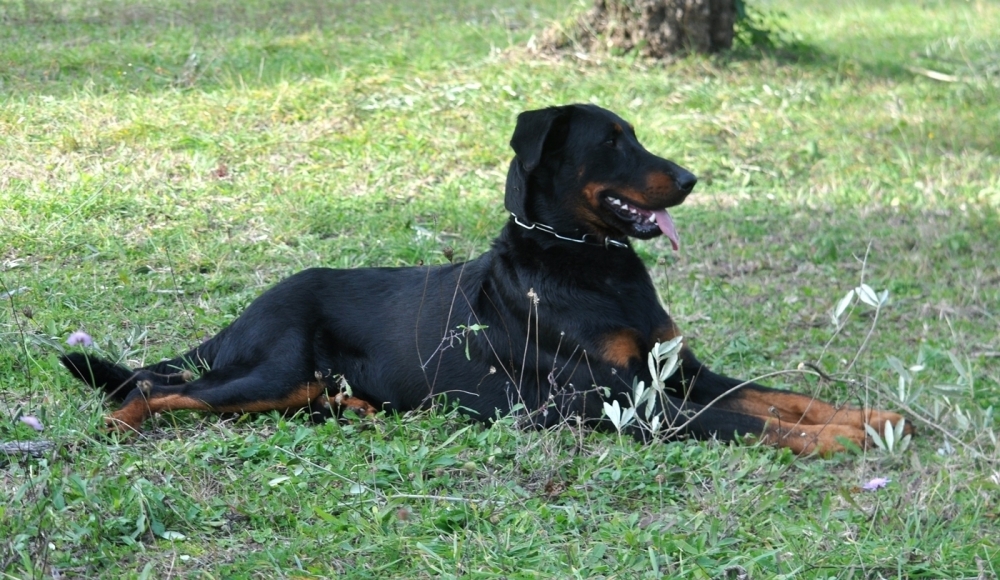 Obedience - Des Gardiens de Rome