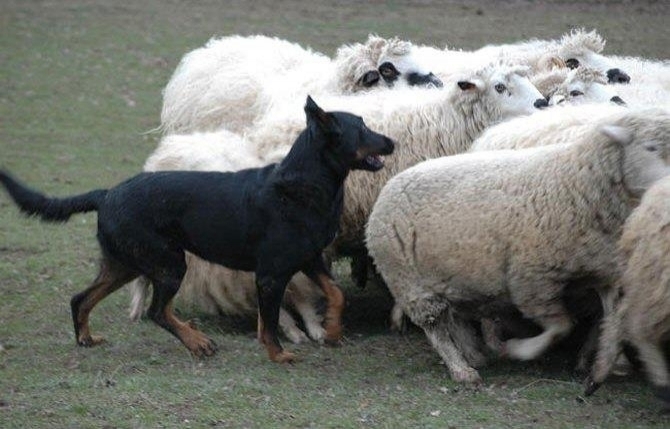 Il Beauceron e il lavoro - Des Gardiens de Rome