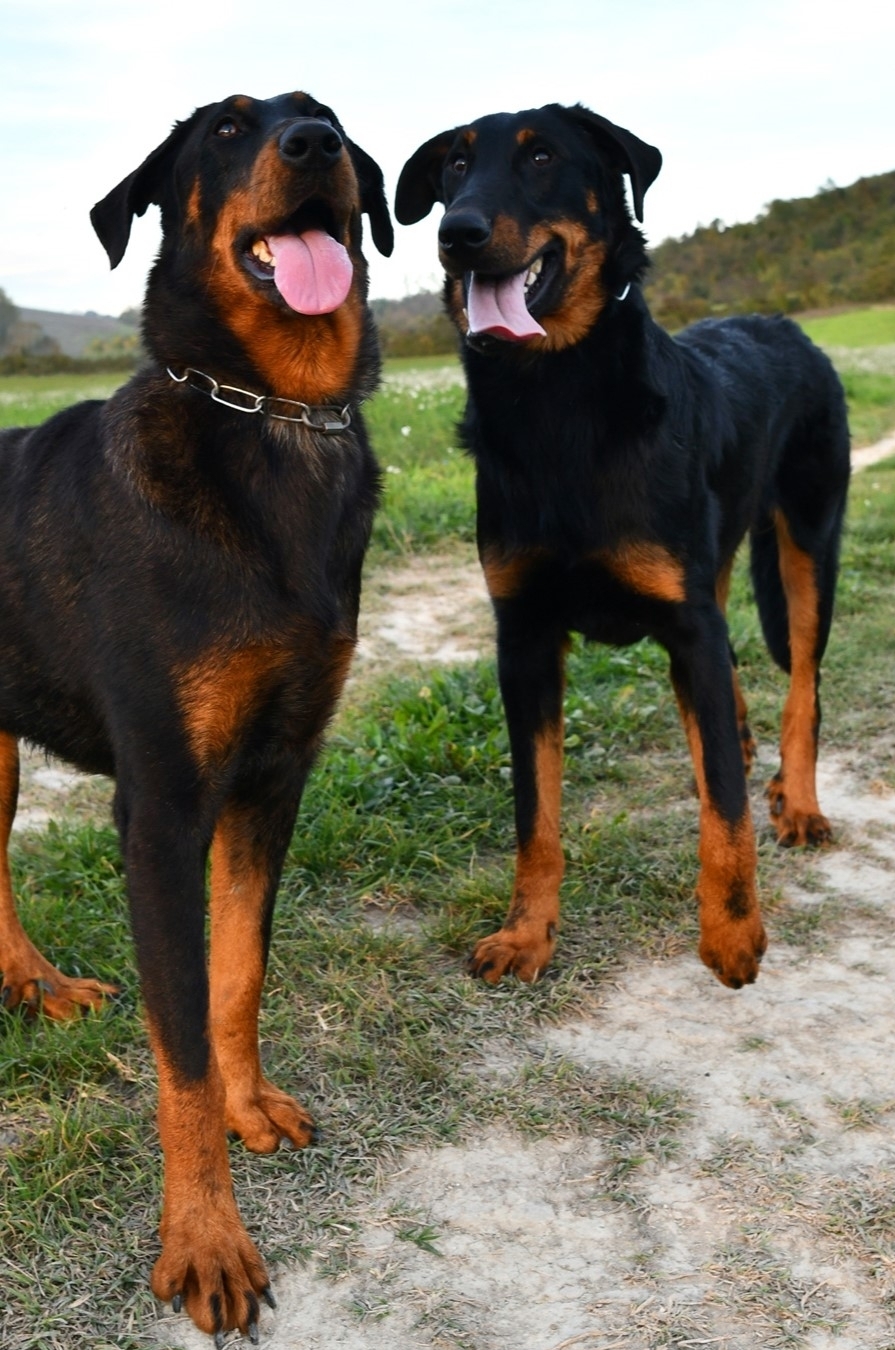 i nostri Beauceron - Des Gardiens de Rome