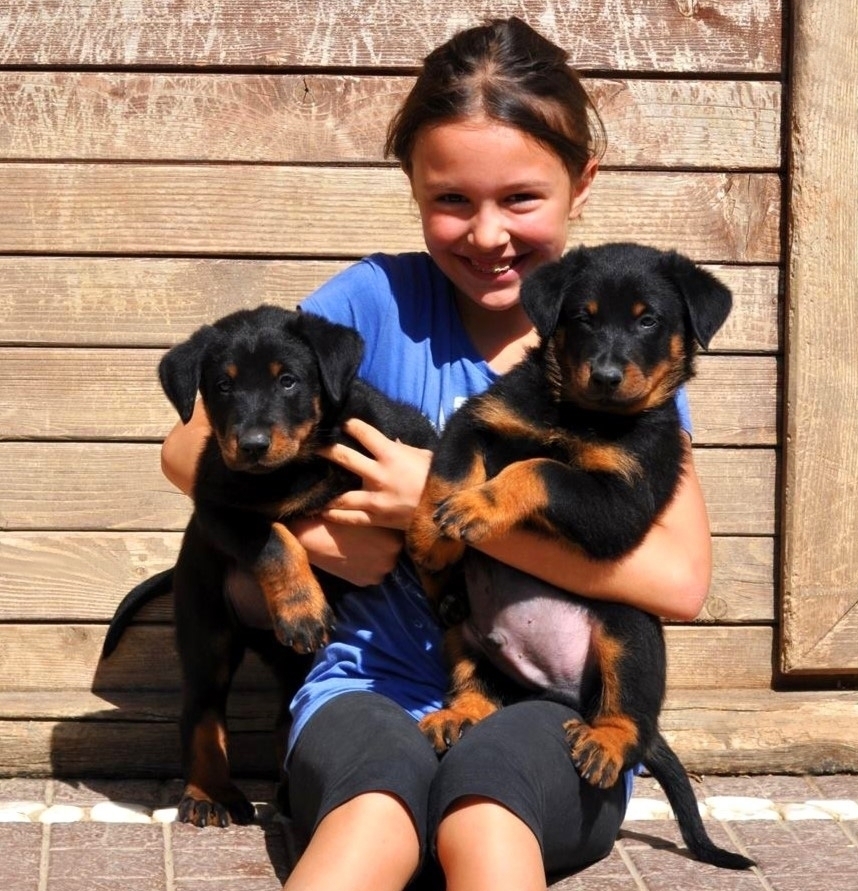 cuccioli Beauceron nero focati - Des Gardiens de Rome