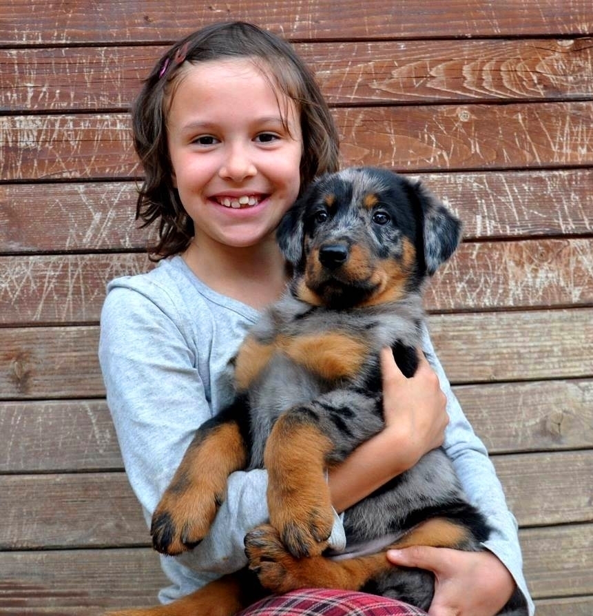 cuccioli Beauceron arlecchino - Des Gardiens de Rome