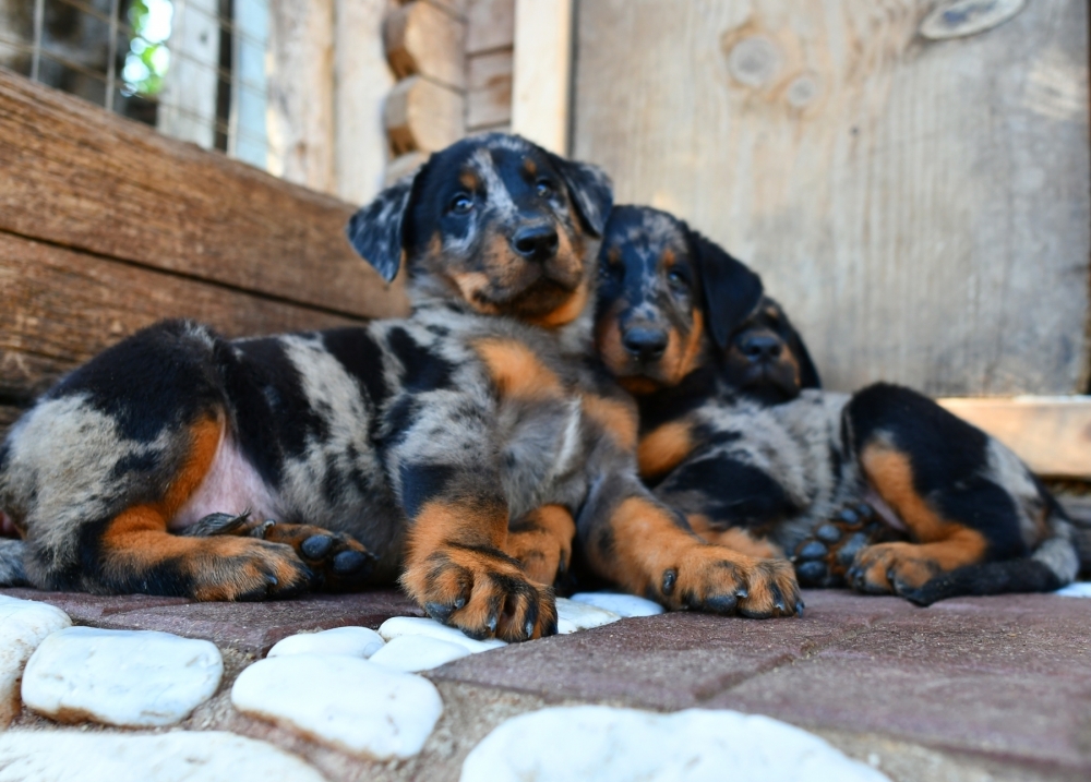 il BEAUCERON arlecchino - Des Gardiens de Rome