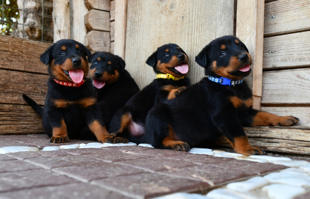 L'arrivo di un cucciolo Beauceron - Des Gardiens de Rome