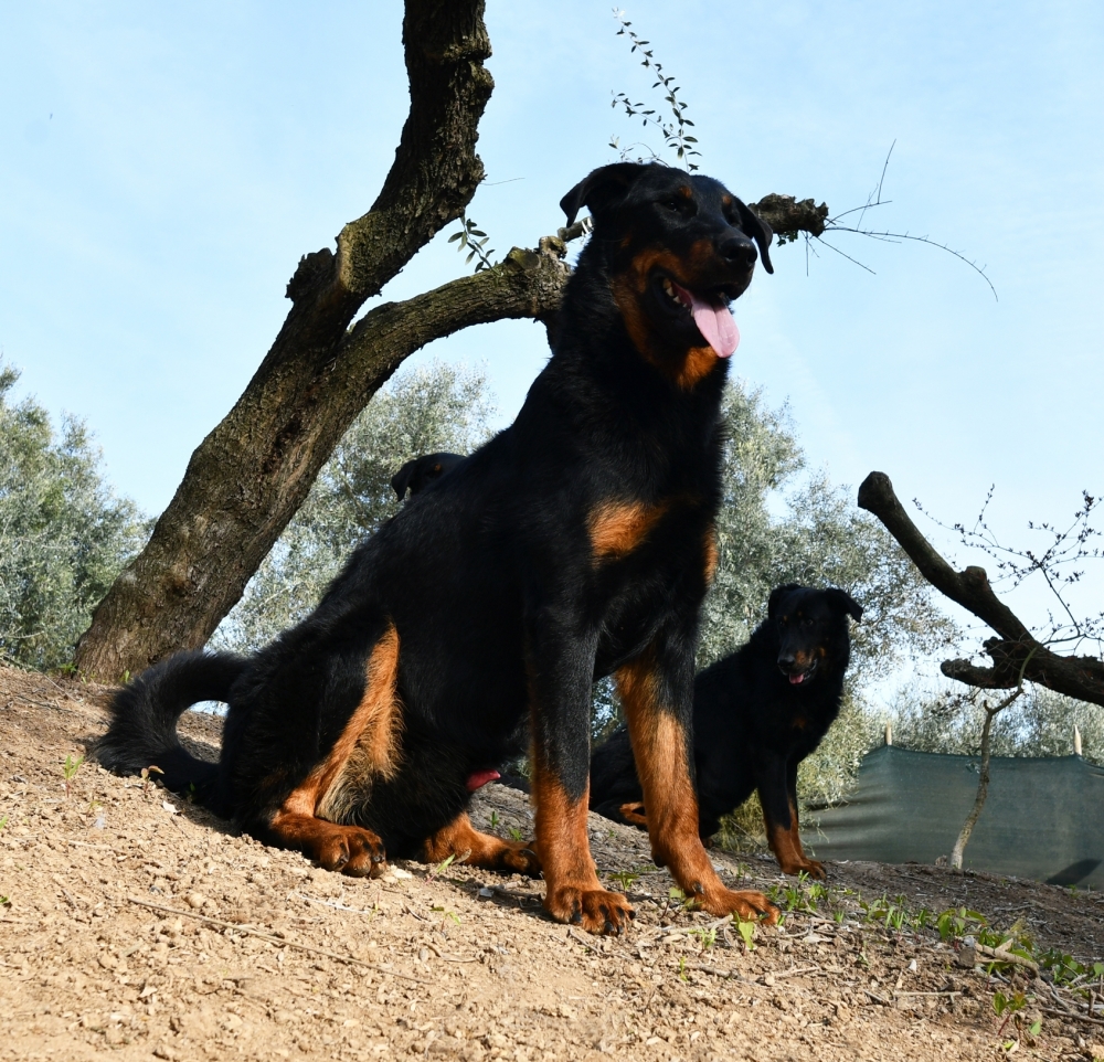 i nostri BEAUCERON - Des Gardiens de Rome