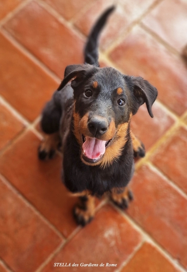 Cucciola disponibile nata il 19 Marzo 2025 - Des Gardiens de Rome