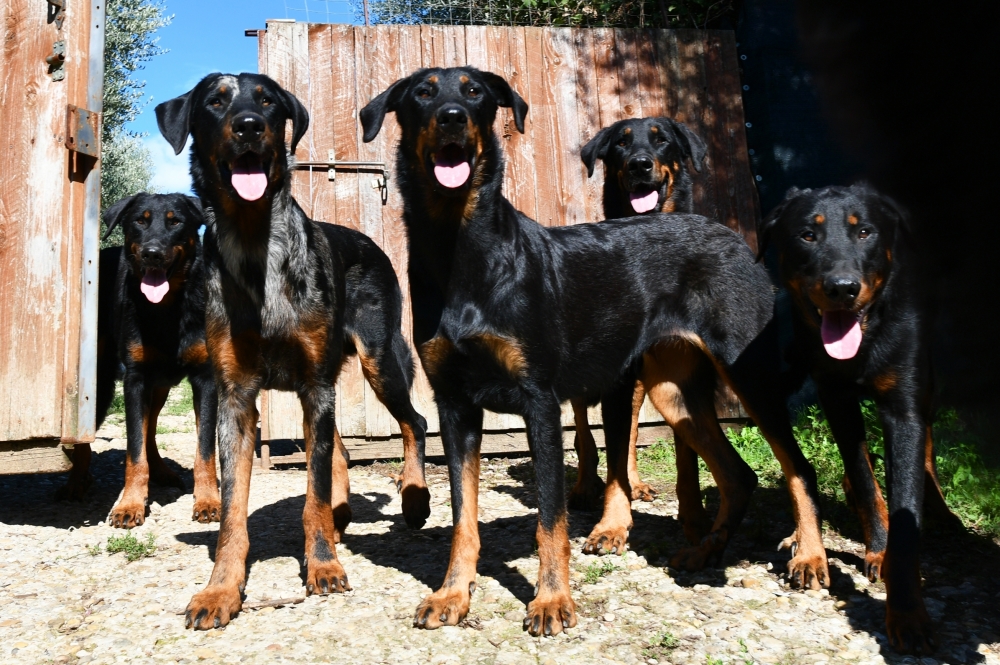 i nostri BEAUCERON - Des Gardiens de Rome