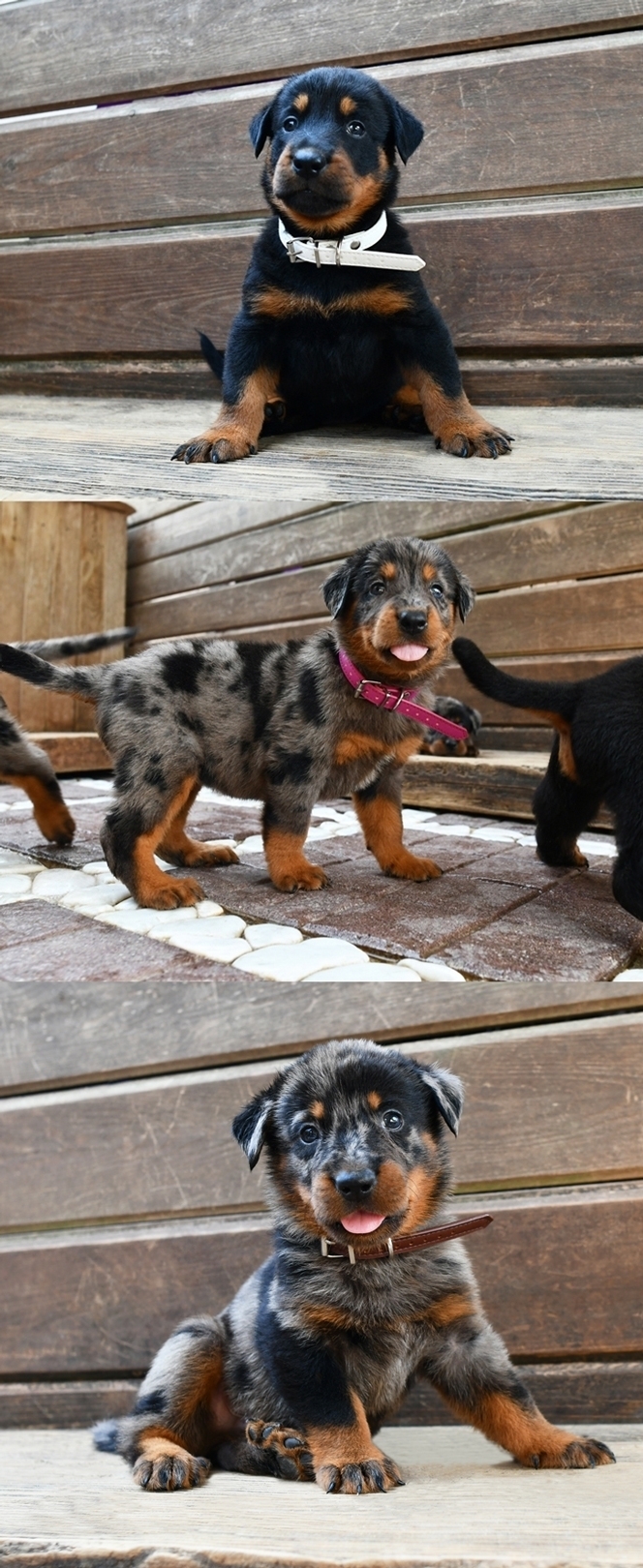 Cuccioli Beauceron nati il 12 Luglio 2025 (disponibili dalla metà di Settembre) - Des Gardiens de Rome