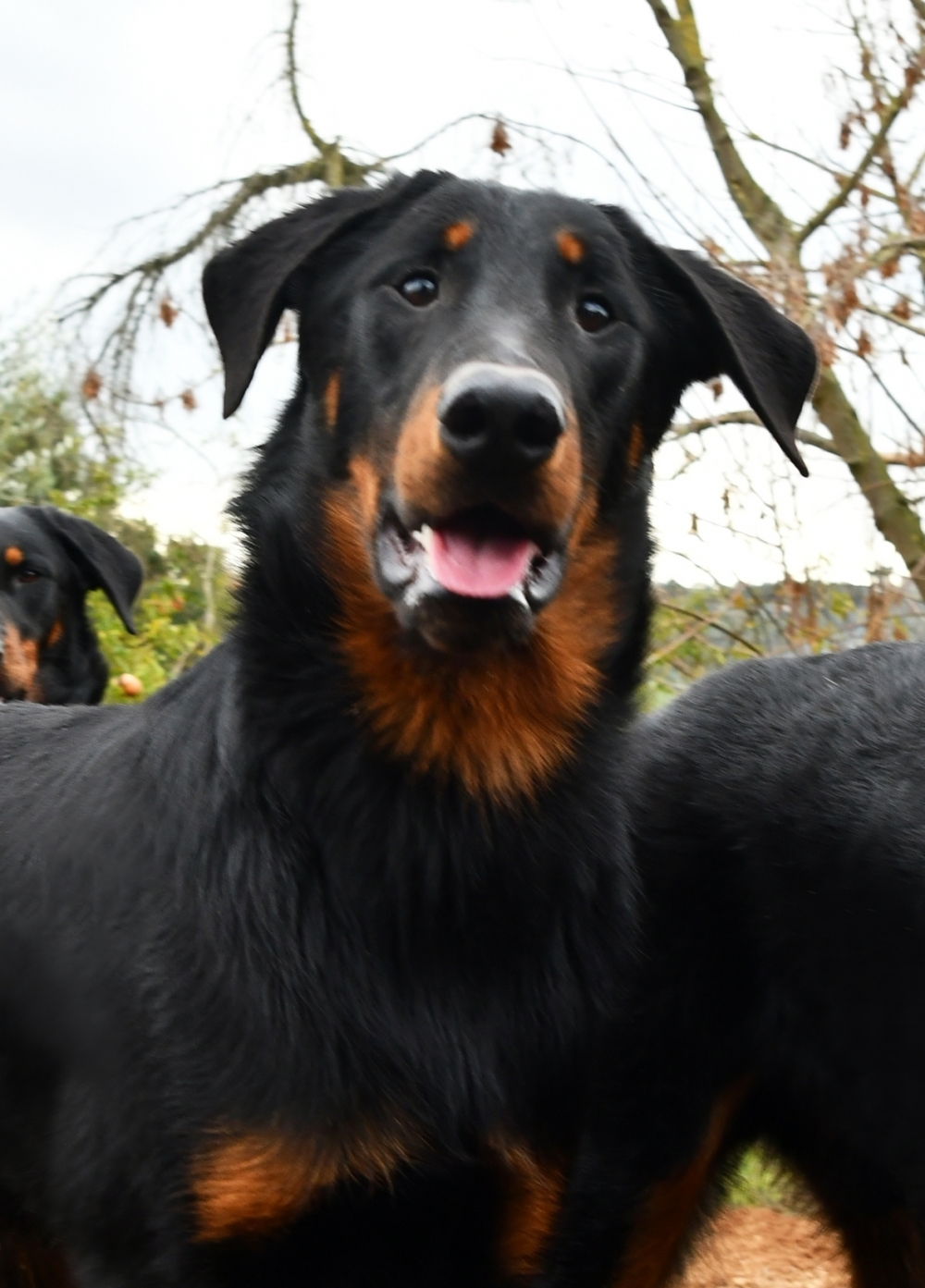 la razza BEAUCERON - Des Gardiens de Rome