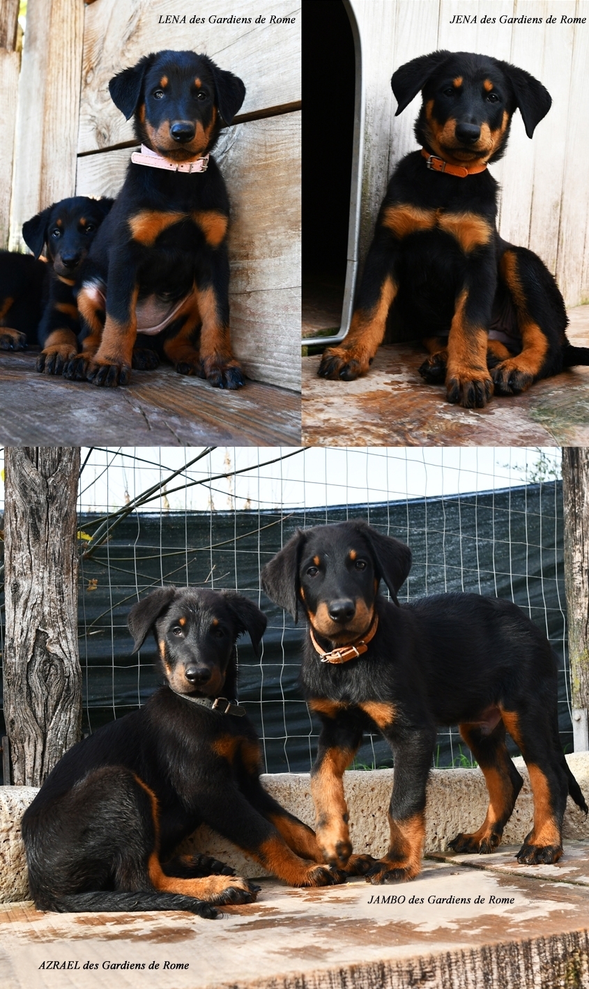 Cucciolata nata il 9 Settembre 2025 (disponibile da Dicembre) - Des Gardiens de Rome