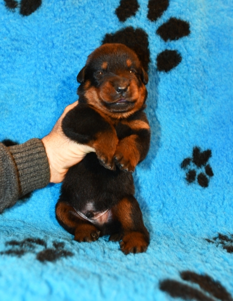 Cucciolo Beauceron maschio nato il 14 Dicembre 2025 - Des Gardiens de Rome