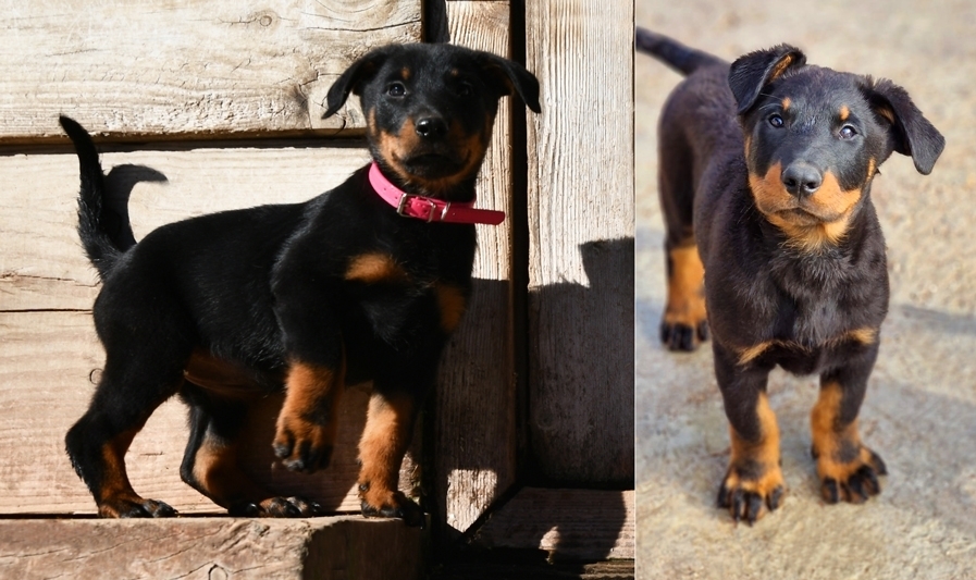 Cucciolata nata il 23 Ottobre 2025 (disponibile dal 23 Dicembre) - Des Gardiens de Rome