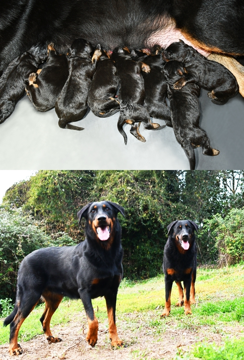 in arrivo - Des Gardiens de Rome