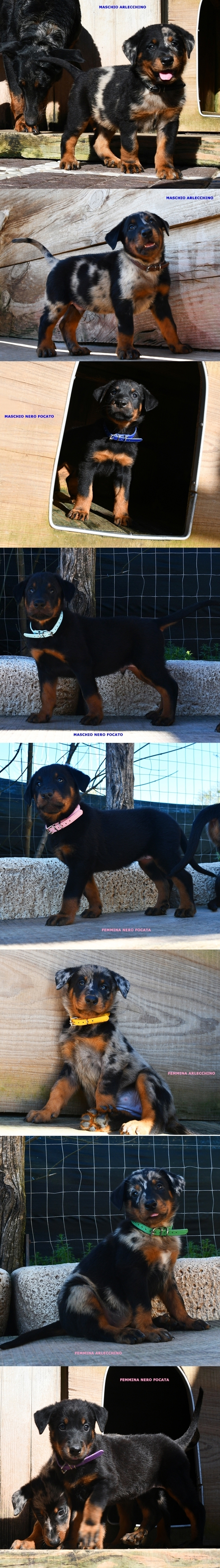 Cucciolata nata il 4 Gennaio 2026 (disponibile dalle prime settimane di Marzo) - Des Gardiens de Rome