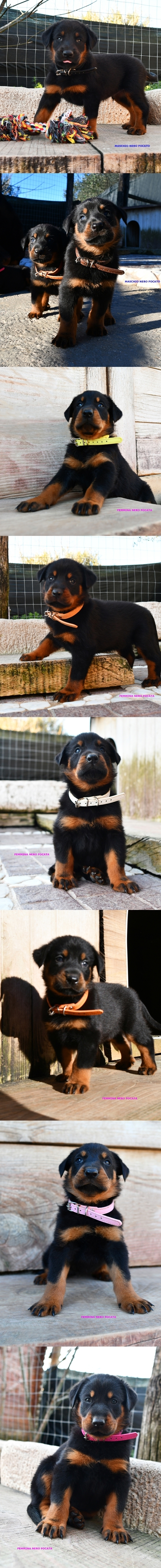 Cucciolata nata il 15 Gennaio 2026 (dipsonibile per la metà di Marzo) - Des Gardiens de Rome