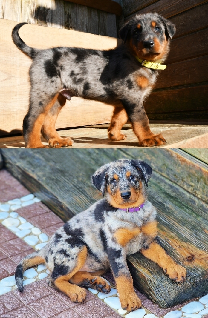 Cucciolata nata il 27 Dicembre 2025 (disponibile dal mese di Marzo 2026) - Des Gardiens de Rome