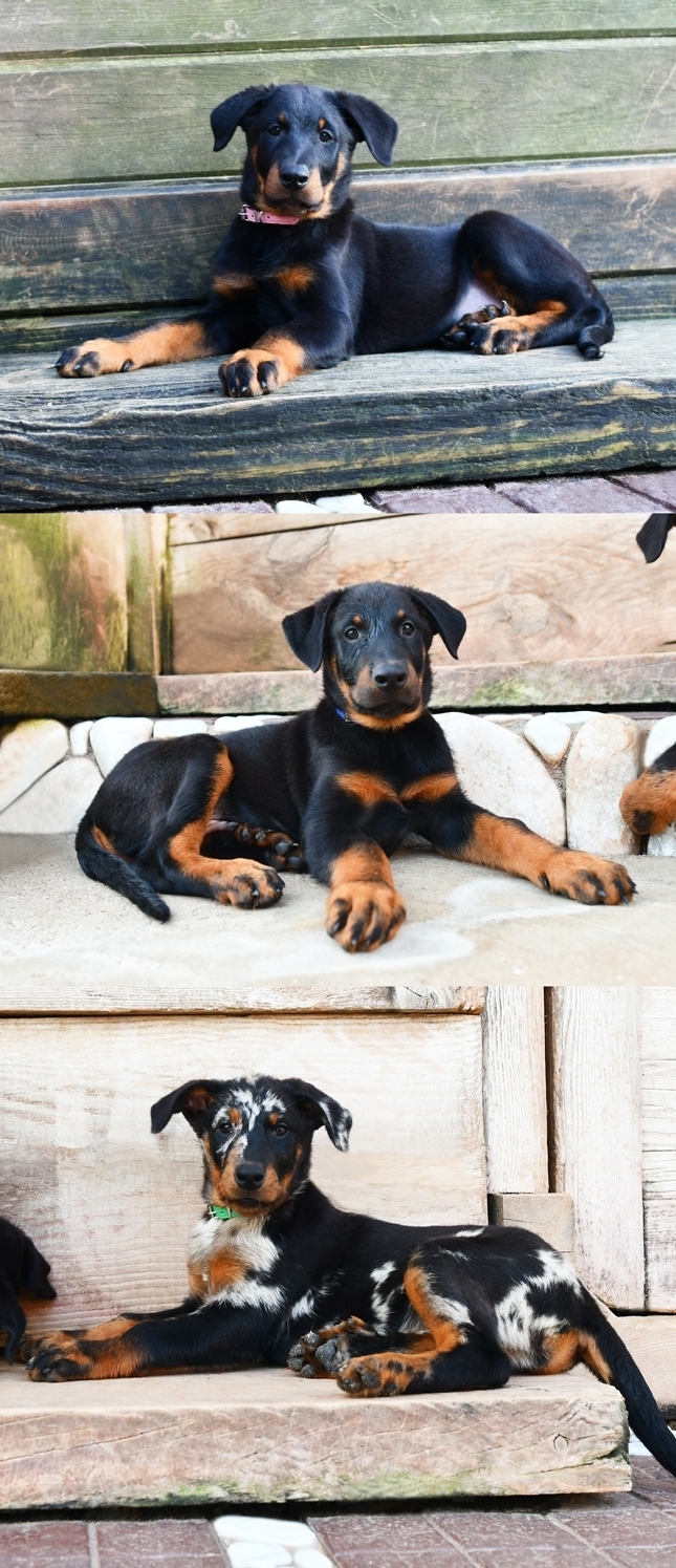 Cucciolata nata il 4 Gennaio 2026 - Des Gardiens de Rome