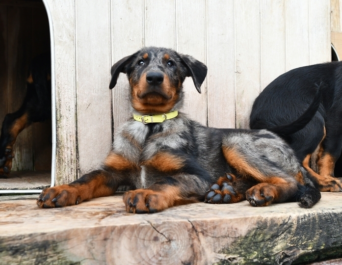 Cucciolo Beauceron nato il 27 Dicembre 2025 (prenotato) - Des Gardiens de Rome