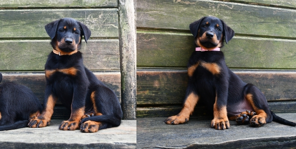 Cucciolata nata il 15 Gennaio 2026 - Des Gardiens de Rome