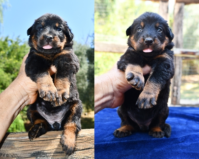 Cucciola nero focata disponibile nata il 20 Luglio 2026 - Des Gardiens de Rome
