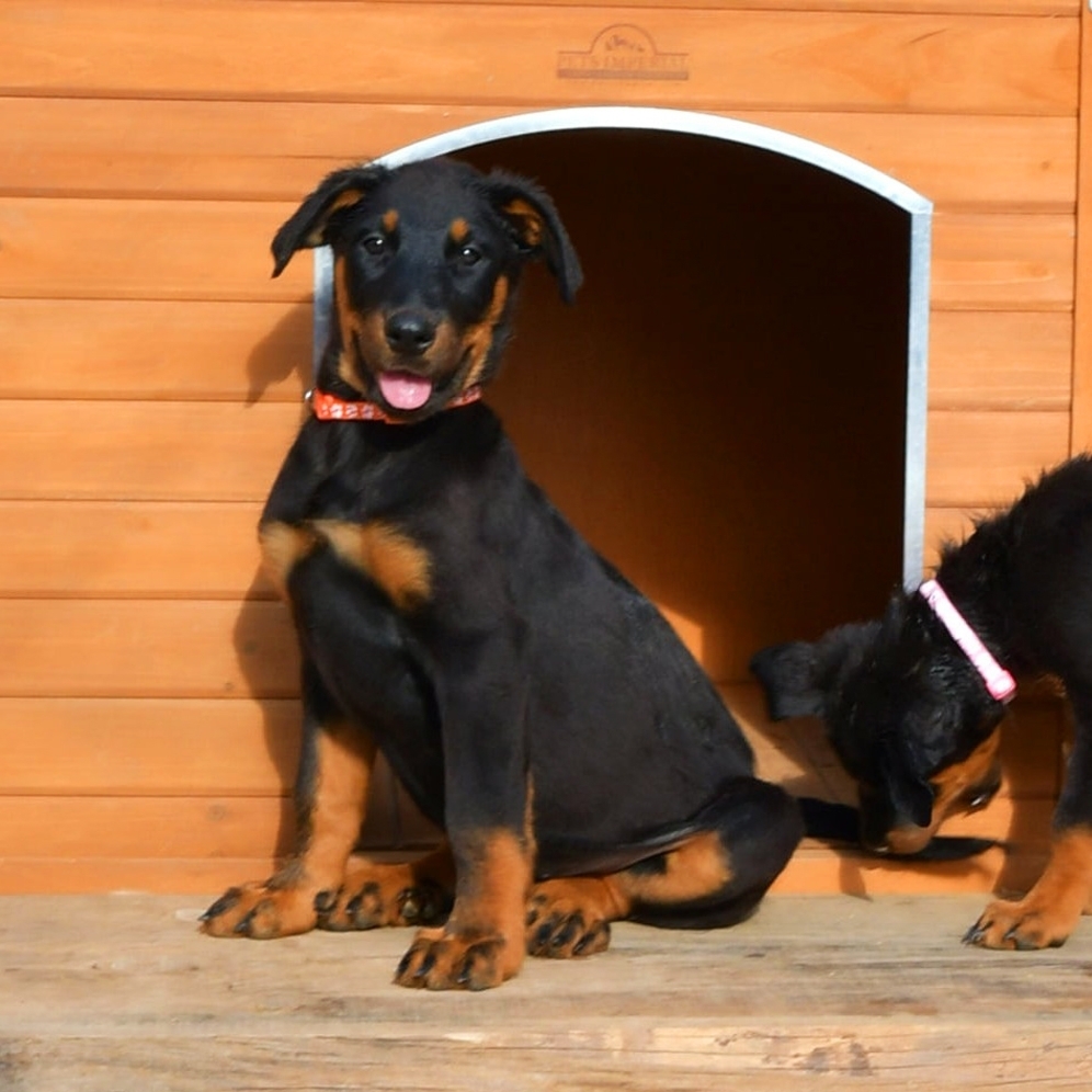 cuccioli Beauceron nero focati - Des Gardiens de Rome