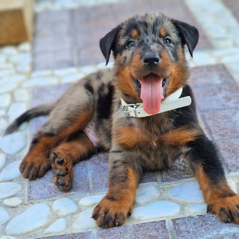 cuccioli Beauceron arlecchino - Des Gardiens de Rome